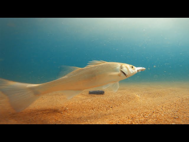 Sea bass Eats Bait Underwater (LIVE)