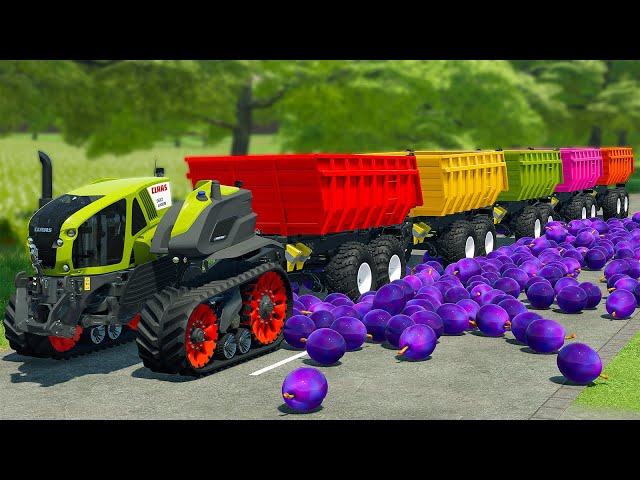LOAD AND TRANSPORT PLUMS WITH CLAAS TRACTOR AND LANDINI LOADERS - Farming Simulator 22