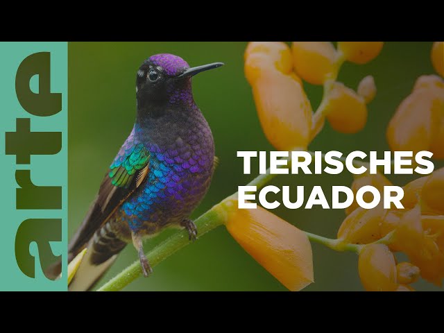 Von den Hochanden zu den Galápagosinseln | Ecuador, Hotspot der Artenvielfalt | ARTE Family