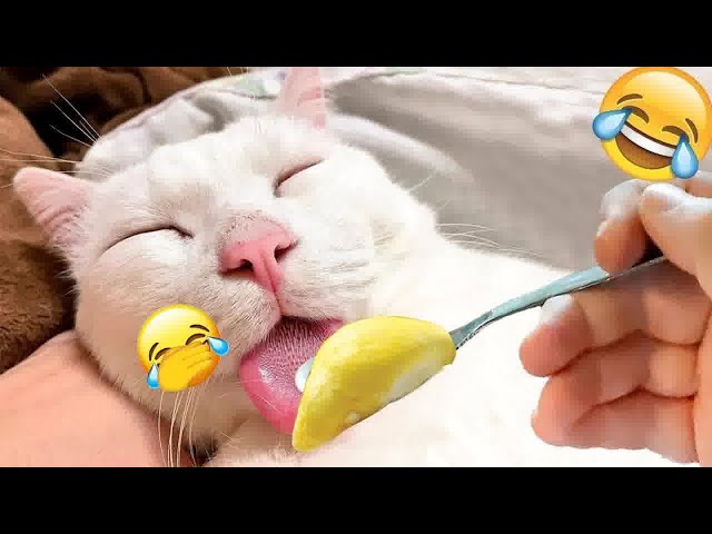 Hilarious Cats and Dogs 😹🐶 Funniest Animals 2024 🤣