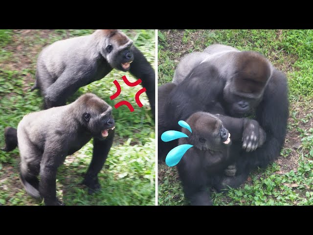 Gorilla Fight | Silverback Haoko attacks daughter and it made her siblings angry 🦍💢