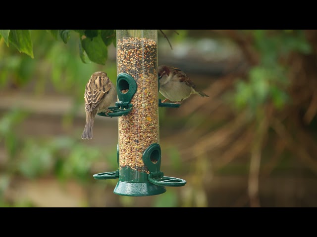 Bird feeder 4K - Goldfinches, blue tit and robin. Shot on BMPCC6K Pro.