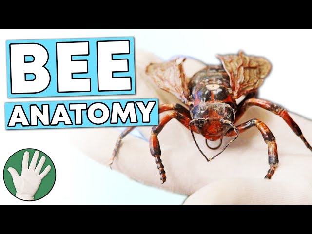 Anatomy of a Bee - Objectivity 154