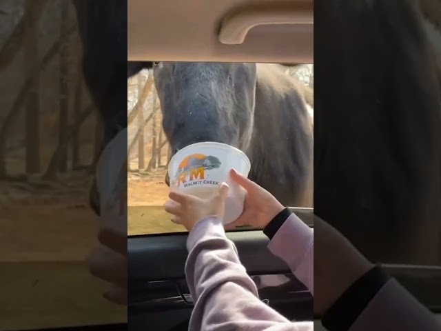 Friends Try to Feed Animals in Car