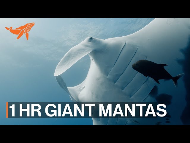 4K Underwater Ocean Swim with Giant Manta Rays | One Hour + Relaxing Music | SeaLegacy