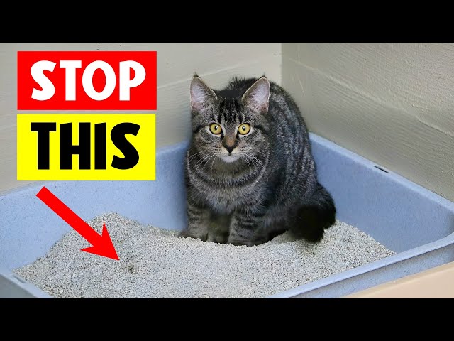 Common but DANGEROUS Mistakes Cat Owners Make! Your Cat's Life Can Depend on This! 🔥