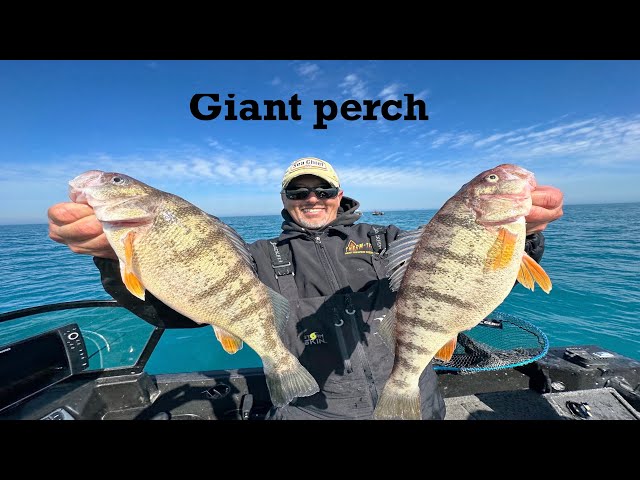 Giant Spring Perch (15"+)