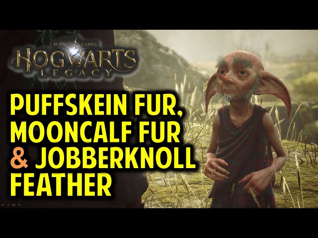 How to Collect Jobberknoll Feather, Puffskein Fur, Mooncalf Fur | Hogwarts Legacy