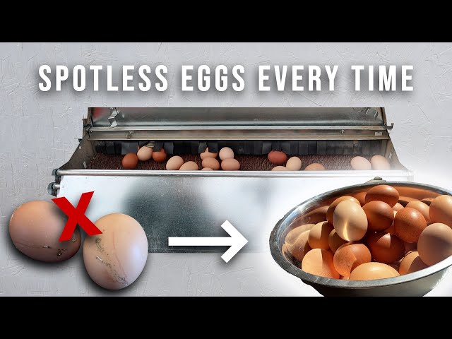 The Secret To CLEAN EGGS 🥚✨ | STOP Egg Eating, Dirty Shells, Nest Box Sleeping, Broody Hens + More