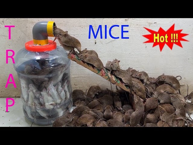 Mouse trap \ The best mousetrap in the world \ Homemade plastic water bottle for mouse trap