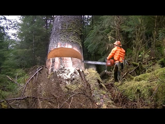 Amazing Tree Felling Compilation 2024 | Total Moment Felling Tree With Chainsaw