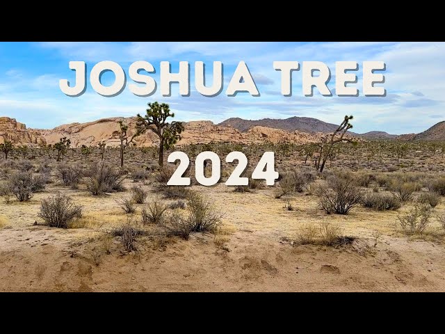 Joshua Tree 2024: Tips To Make Your Visit More Fun