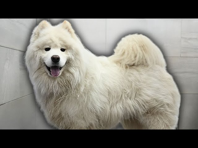 Samoyed dog hardly survives his grooming appointment