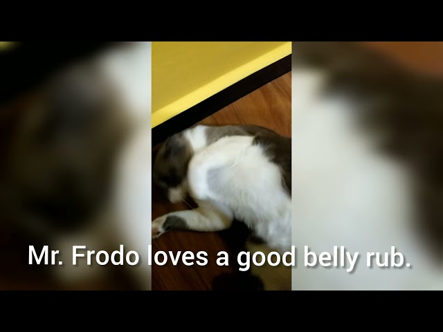 Mr. Frodo loves a good belly rub