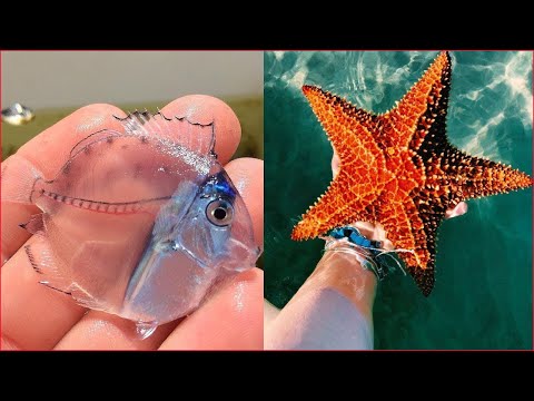 Catching Seafood 🦀🐙 Deep Sea Octopus (Catch Crab, Catch Fish) - Tik Tok #127