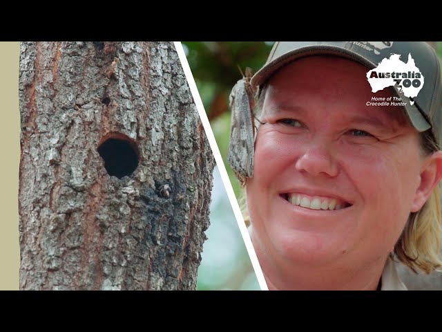 What animal created this hole? | Wildlife Warriors Missions