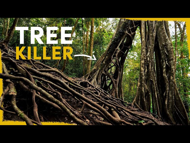 Why this killer tree is the lifeblood of the Amazon Rainforest