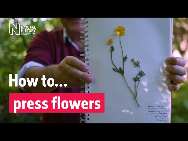 How to press flowers | Natural History Museum