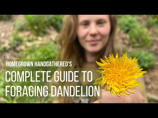 The Complete Guide to Foraging, Processing and Cooking Dandelions