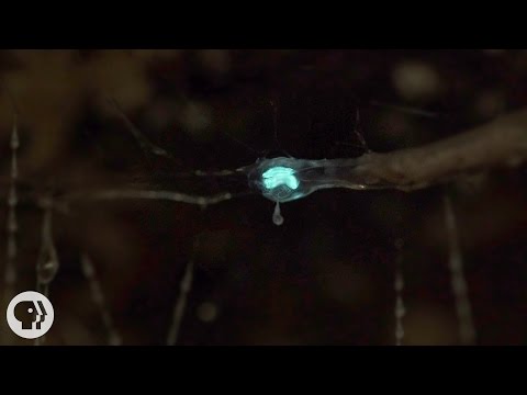 Glowworms (& Other Beasts That Glow)