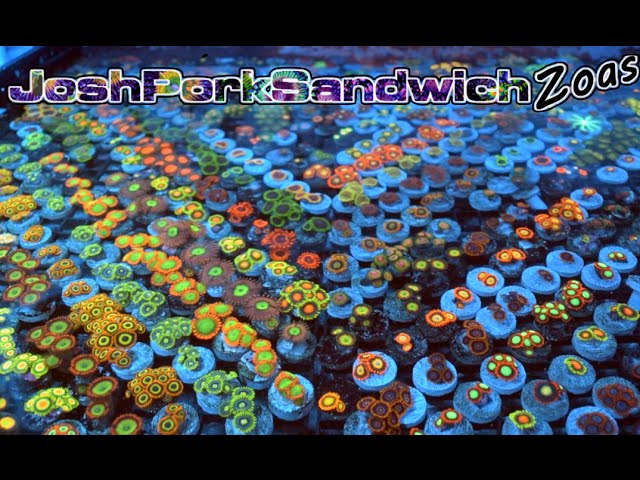 World's BEST CORAL COLLECTION - 4K (Ultra HD) - Joshporksandwhich Zoanthids