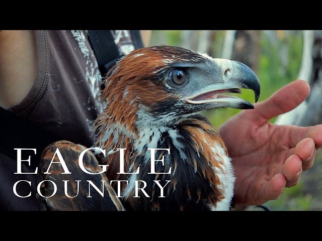 Eagle Country - an encounter with a Wedge-tailed eagle in Western Australia