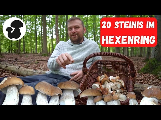 Steinpilze explodieren | Pilze sammeln im Oktober 2022