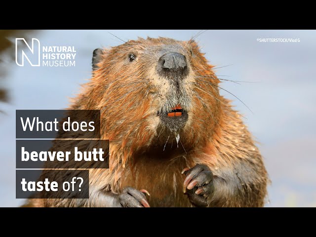 What is castoreum? The odd link between beavers and ice cream | Surprising Science