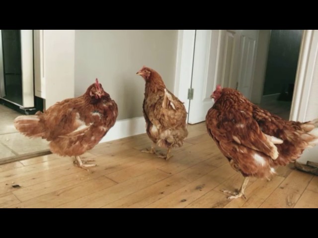 Pet Hoarders Channal 5 -  The Woman With Chickens