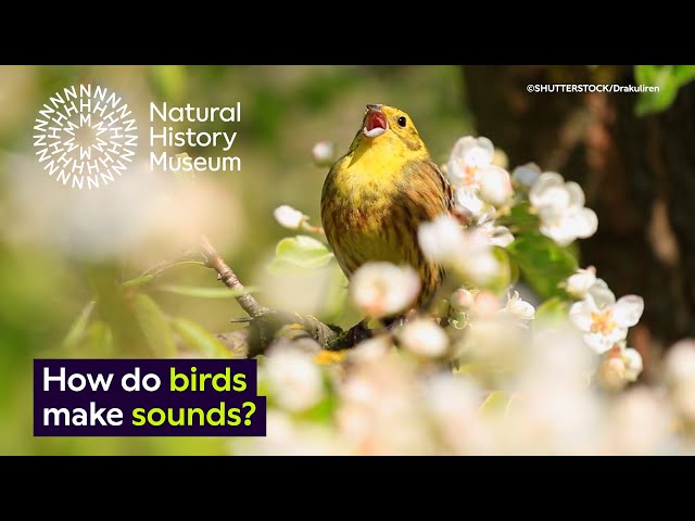 How do birds make sounds? | Natural History Museum