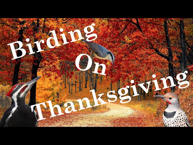Birding on Thanksgiving | 2020