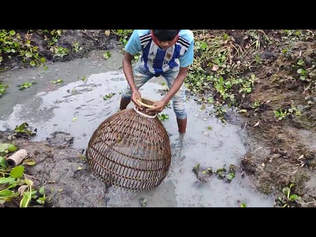 Cat Fish | Amazing Fishing in Village