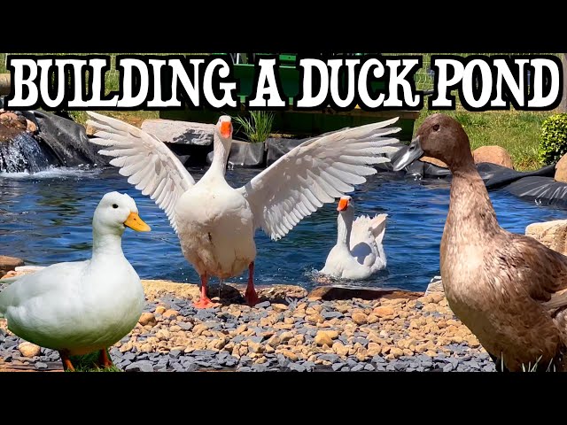 Our Ducks HATE the New POND - Building a Duck Pond
