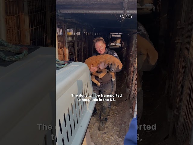 Watch 200 Dogs Finally Freed From a Dog Meat Farm