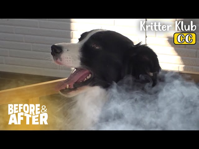 Border Collie Who Gets Hype When She Smells THIS I Before & After Ep 96