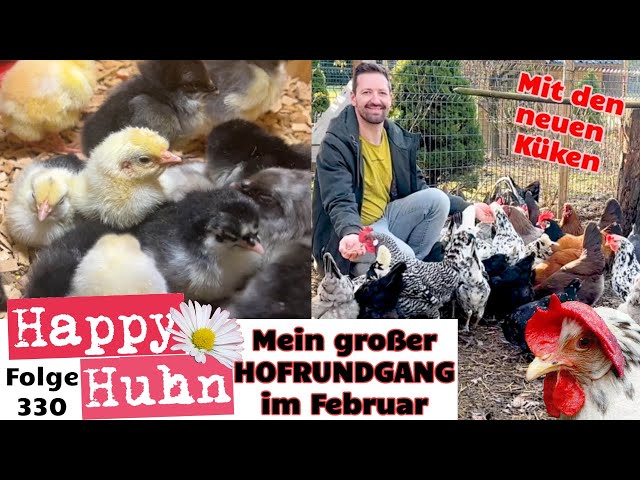 Von Kükenaufzucht bis Hühnerauslauf - Mein Hofrundgang im Februar mit neuen Küken! HAPPY HUHN E330