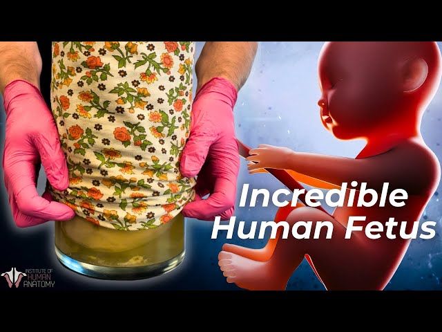 The Human Fetus That Continues to Teach Millions