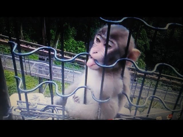 🐒 Cute Baby Monkey / My 2nd Trip to Japan 🐒 Mount Takasaki Monkeys