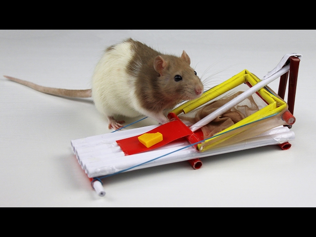 How to Make a Simple Mouse Trap from Paper