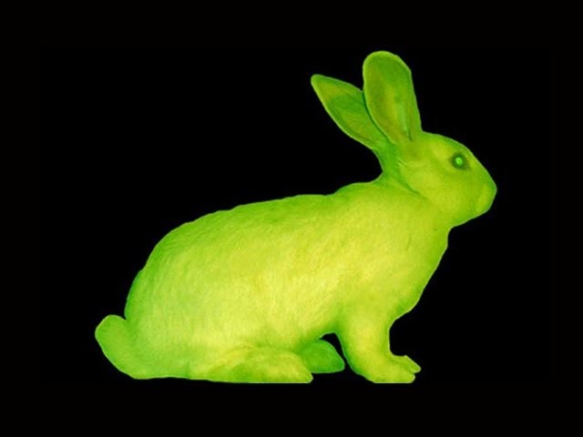Glow In The Dark Rabbit? -- Mind Blow #70