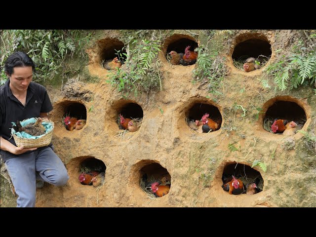 Wild chickens bewilderedly looking for a new nest, Harvesting oranges  Goes to market sell, Vàng Hoa