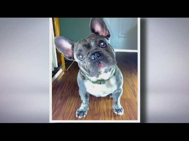 Missing French bulldog Bruno found dead in Prince George's County