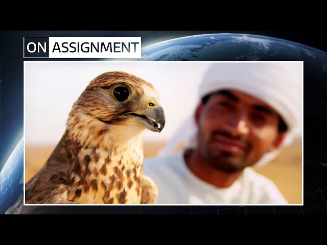 What makes Falcons so special to Qatar? | ITV News