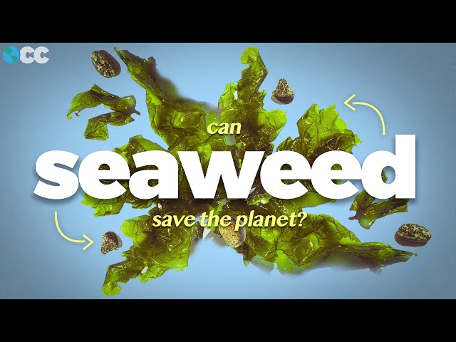Can Seaweed Save the Planet?