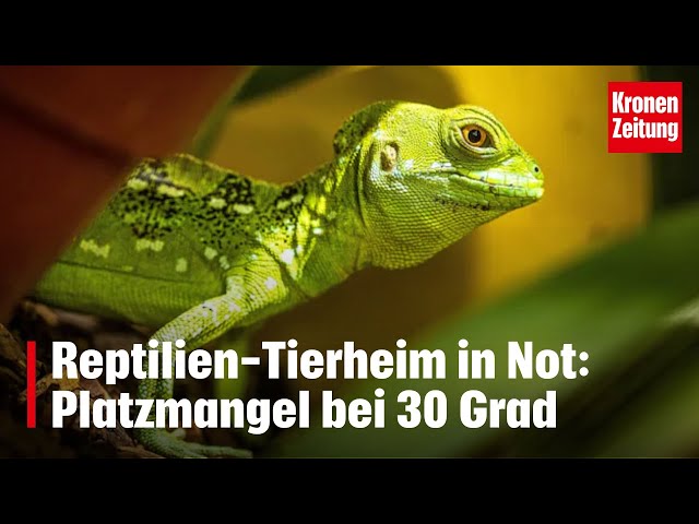 Reptilien-Tierheim in Not: Platzmangel bei 30 Grad | krone.tv NEWS