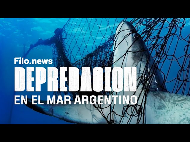 Pesca Ilegal: BARCOS PIRATAS AMENAZAN y SAQUEAN al MAR ARGENTINO