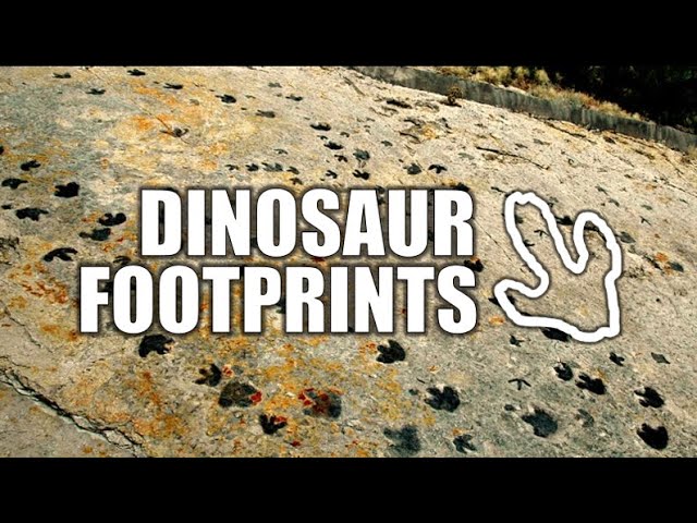 How Do Dinosaur Footprints Work?
