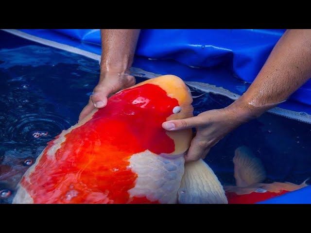The Most Expensive Koi Fish In The World!