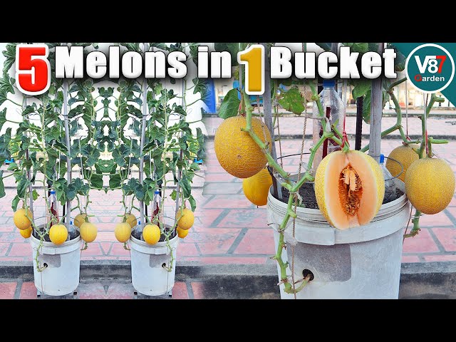 Simple Grow Melon with Lots of Fruits in a Bucket