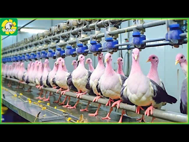 Pigeon Farm 🕊️ How Farmer Raised Millions of Pigeon for Meat | Pigeon Meat Processing Factory